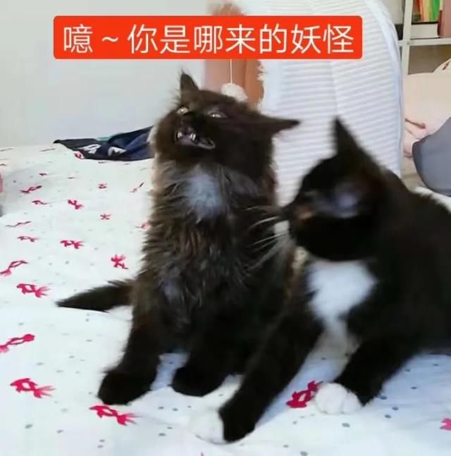  表情|想不到，那些让我半夜偷偷收藏的沙雕表情包，竟是出自AI之手