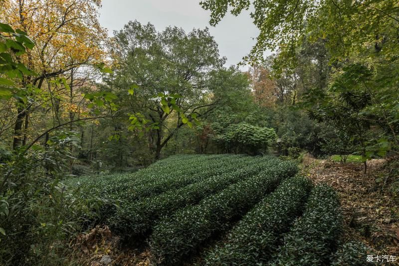  风光|畅游杭州杨梅岭，体验新颖的农家生活