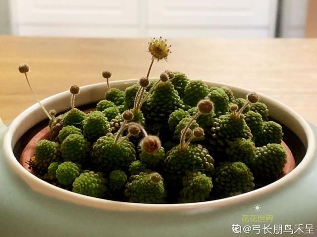  红宝石|小盆栽也可爱，盆越小，水越少，长得越好看