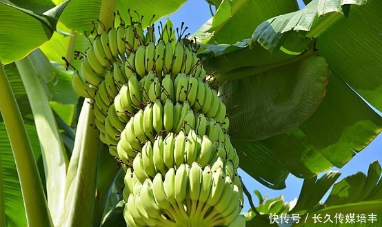 吃起来|怎么挑选香蕉,熟记这些技巧,包你买到好香蕉