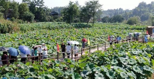  垫江|垫江首届荷莲文化节开幕 坐游船赏荷花1500亩荷塘美景别样红