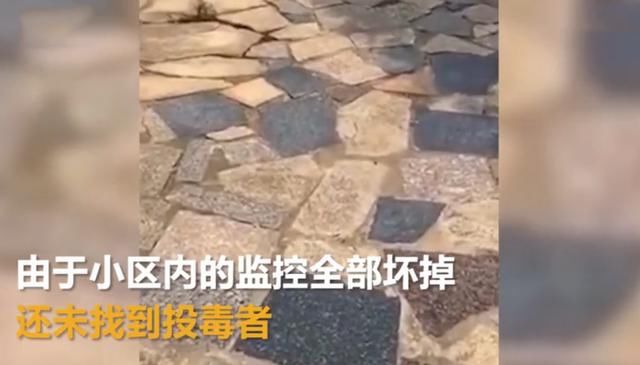  监控|5只宠物狗在小区被毒死，物业：监控刚好全坏了，不知道是谁投毒