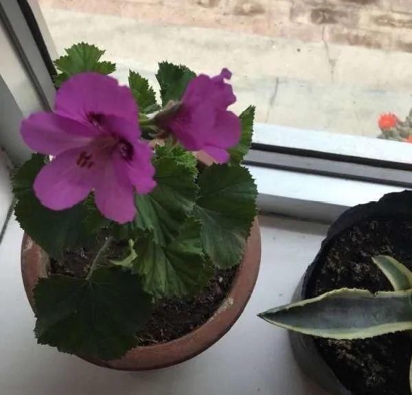 养成|最大的长寿老桩，7年时间，养成盆景！