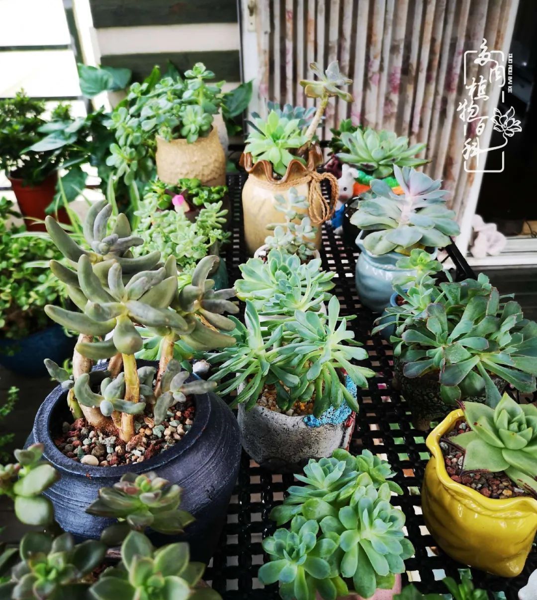  萌化|当粉粉的多肉捧在手心，我体验到了什么叫“萌化了心”