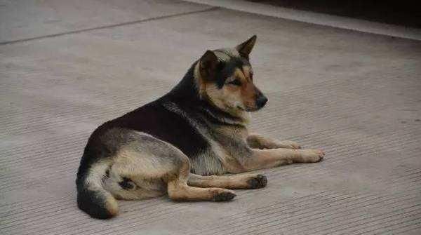  导游|抗洪救灾中的“英雄狗”，这次替土狗洗白了，化身导游替部队领路