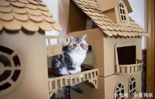 豪华|有才!外国网友用废纸箱,给喵星人打造豪华城堡