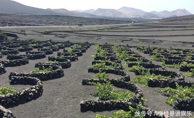 种在|西班牙的兰萨罗特岛,为什么葡萄都种在由半圈石环围成的圆坑中?