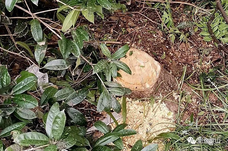  新区杜堰河|罗山鹭林湿地近日遭人砍伐