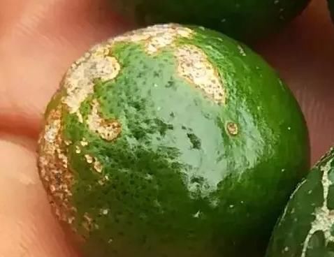 解决|多种病虫害可导致柑橘花皮果，一次讲明白！并附上详细解决措施