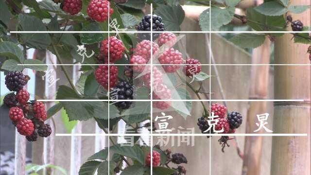 阻止|阻止偷盗集体财物 80岁退伍军人遭歹徒击打头部身亡