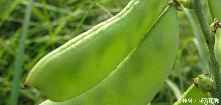 清爽|儿时最喜欢吃的蔬菜,3块钱一斤,清爽可口又营养