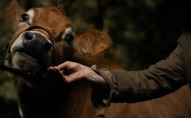  口碑|今年口碑最好的新片，是一个温柔的荒蛮故事