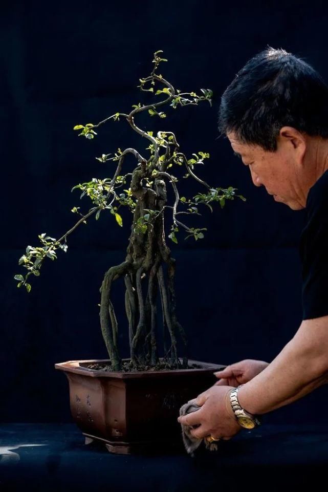  盆景|金寨一帮退休的老家人，都能玩一手绝活！