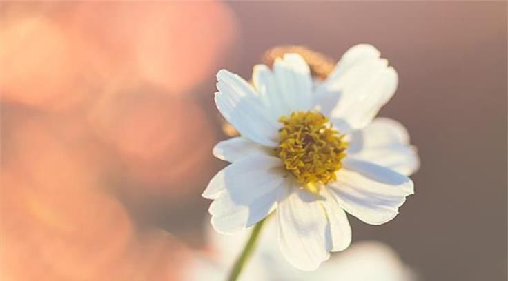 对方|和凤凰男相亲，双方都很满意，过了两天，对方却将俺拉黑