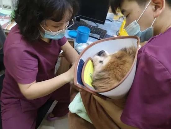  家犬|18年家犬一朝遭遗弃，遇车祸奄奄一息！狗主人被传唤处罚