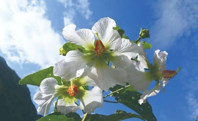 生长|云之南，一个生生不息、万物生长的地方