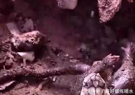 大爷|农村大爷听到柴堆里有异响,上前翻看,眼前的画面吓得瘫倒在地