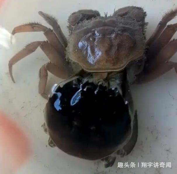 看清|奇闻男子买了两只螃蟹,准备烹饪时发现多了一只,看清乐开了花
