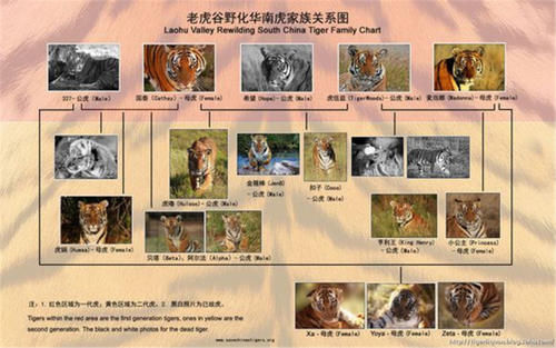  产仔|华南虎拯救计划：5只华南虎送非洲，产仔不到30只，如今何去何从