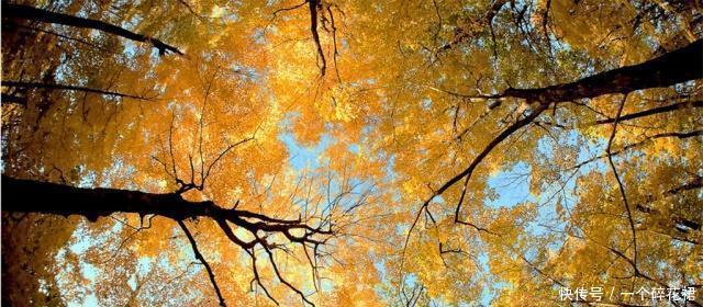 经济权|日本史政治纷争与武士(一)!