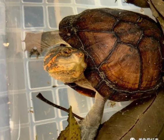  牢笼|你的龟要是越狱挣脱牢笼，该到哪里找呢？