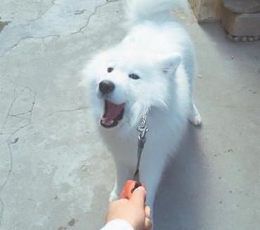 最终|萨摩耶换牙期在家里造反，最终被主人强制安排，这下没脸见人了