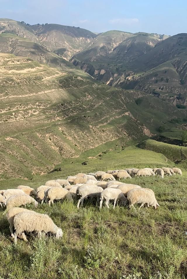  区别|同样是养羊，别人就是比你养的好，难道你不想知道区别在哪里吗