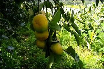 苹果|自带“冰糖心”的云南脆柿,爽似苹果,香甜不带涩