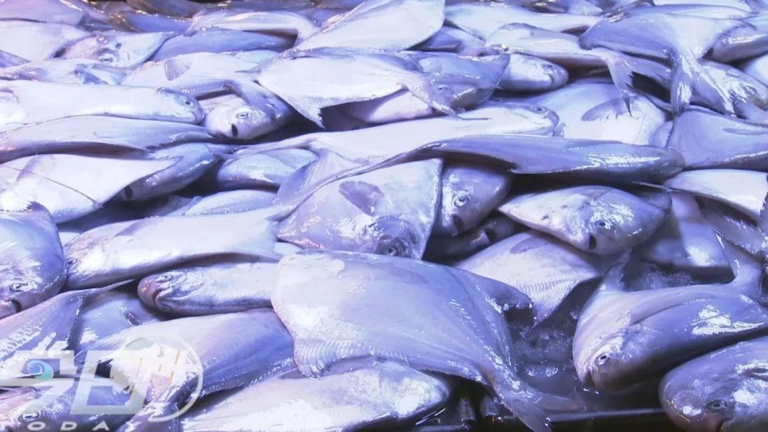 海鲜|青岛海鲜市场现大鱼!这么多海鲜,你最爱哪个?