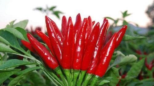 朝天椒|4种辣到极点的辣椒,朝天椒只能排最后一位,第一名辣到无法想象