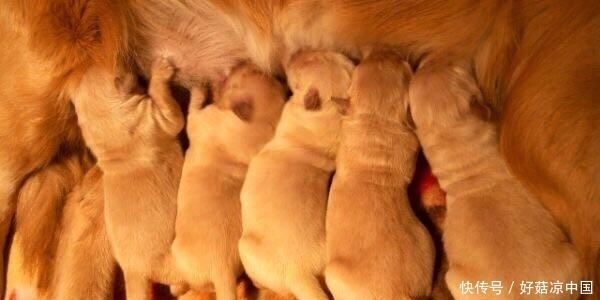 怀孕|邻居将怀孕的金毛交给我,生了宝宝后,与邻居的关系却变了