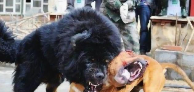 狗狗|中国藏獒和美国比特对决，谁是最后的赢家？观众记录精彩过程