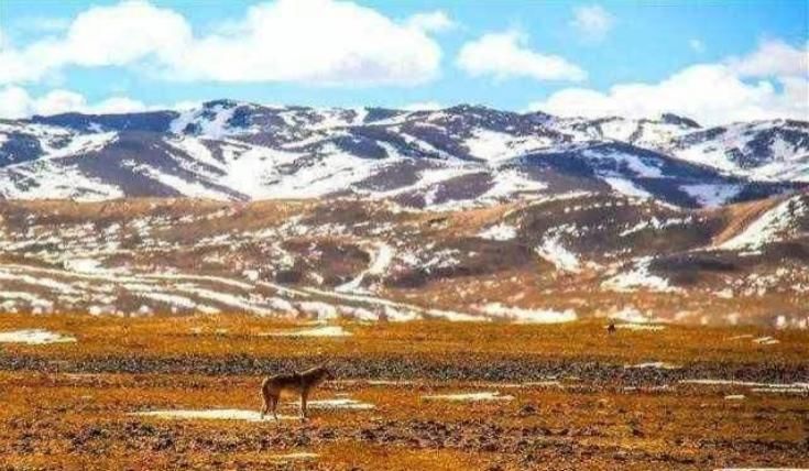 失踪|青海失踪女大学生失联才20天,被发现时只剩骨骼,这正常吗?