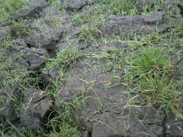 药害|除草剂对作物的药害以及除草剂安全剂的使用！