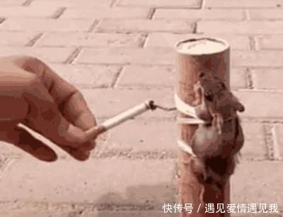 张强|男子把在家里抓到的老鼠绑在炮竹上点燃，结果悲剧了。