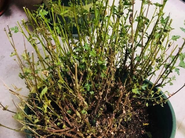  新芽|花养成光杆司令，赶紧这么救，3天冒新芽