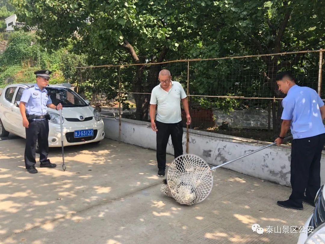 养犬行为|景区：整治“不文明养犬”景区分局一直在行动