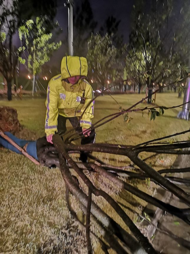 民警|奉贤道旁树被风刮到马路上，民警迅速出警搬离