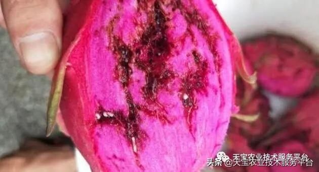 虫害|火龙果常见虫害高清图谱