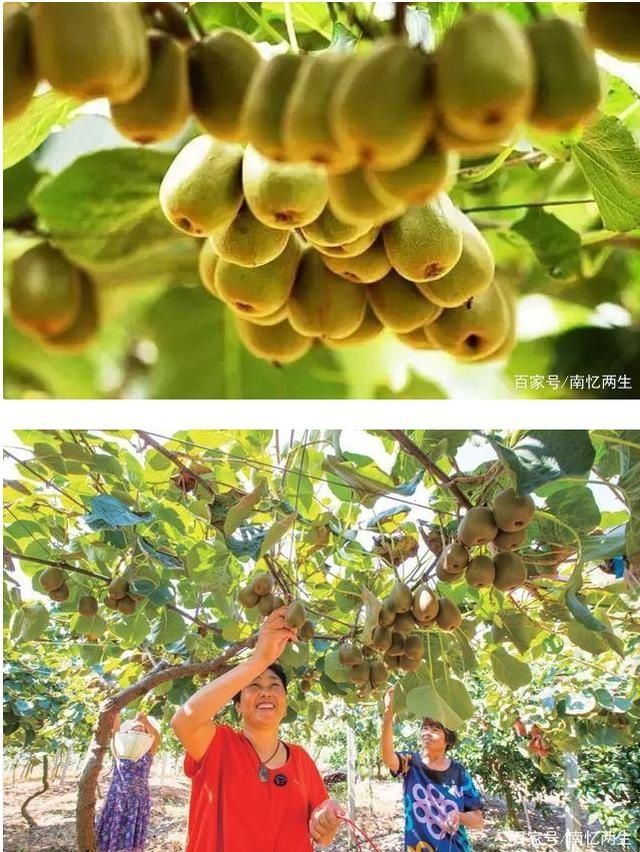  大埠岗|邵武大埠岗樱花小镇，或许就是你要寻觅的诗与远方