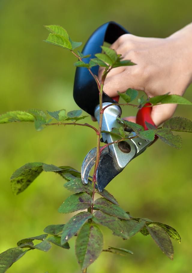  开花|现在养月季，学会这样“伺候”，开花美上天