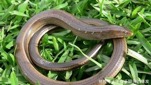 野生|大爷被黄鳝咬后进医院,还真不能怪黄鳝,它才是受害者