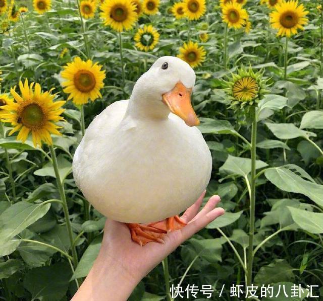 人生|启迪人生的经典说说,精辟有内涵,值得分享!