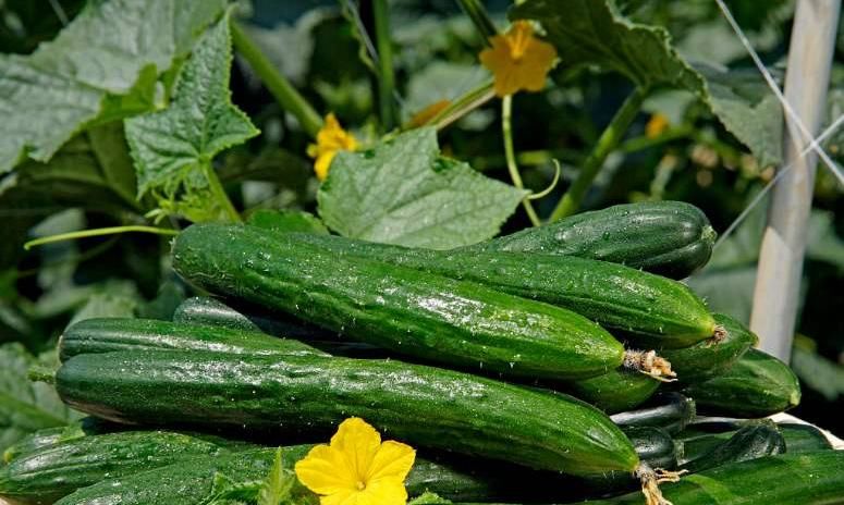  瓜一起食|黄瓜绿色健康营养丰富，吃黄瓜的几大禁忌，还不清楚要当心了！