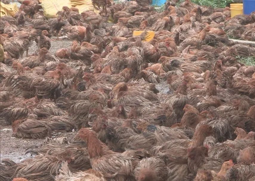  疑似|一养鸡场员工疑似触电身亡，2万只鸡一半已热死