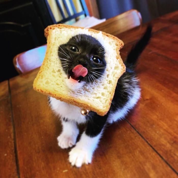 面包|被卡在面包里的宠物:从来不知道面包可以这么玩!