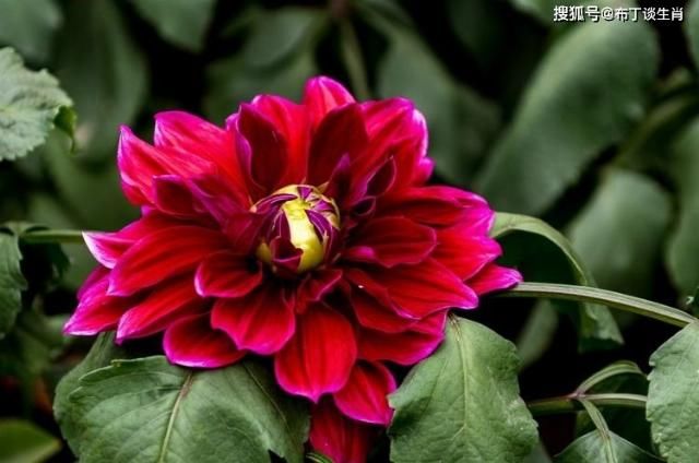  收入|8月上旬起好运相伴，事业扶摇直上，财富收入与日俱增的4大生肖