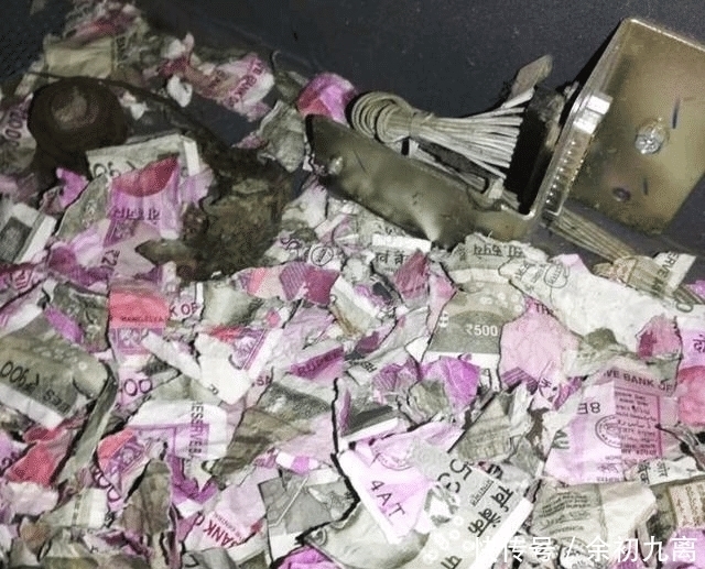  一顿饭|老鼠饥不择食, 钻入ATM内吃钱, 一顿饭值120万元, 银行哭倒在厕所