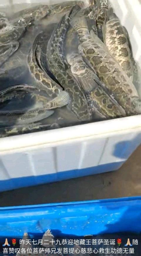 大姐|坚持不懈？女子隔三差五就往黄河放生黑鱼，网友：大姐求你别放了