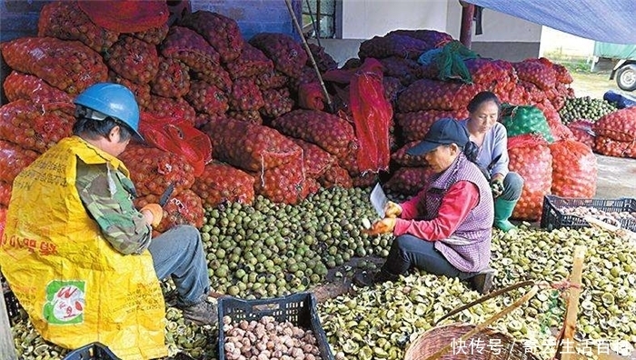 核桃收购价